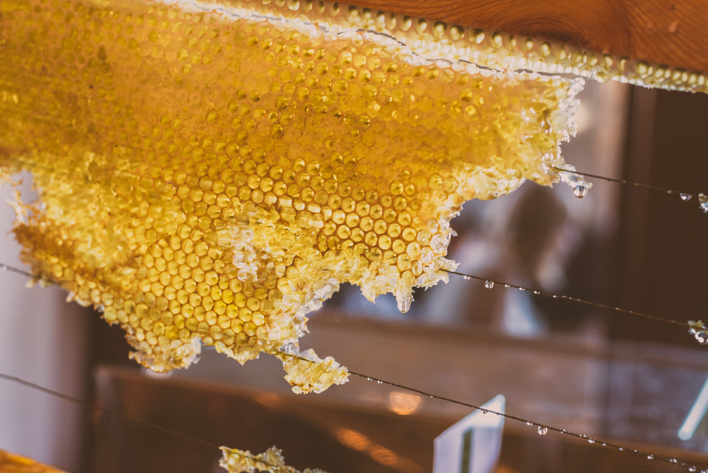 A photograph of honeycombs, filled with honey, on a wire set up